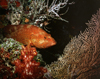 Coral trout 100